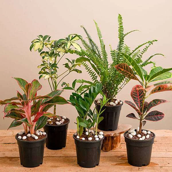 Monsoon Plant Care Guide