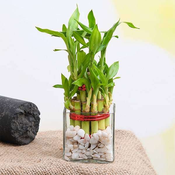 Snake Plant