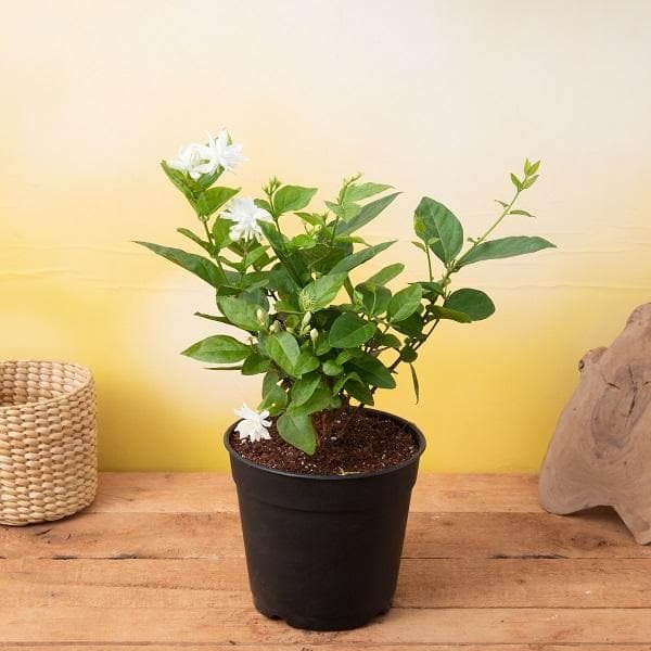 Curry Leaves, Kadi Patta